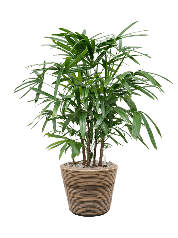 Van der Leeden Pflanzkübel Drypot Rattan Stripe