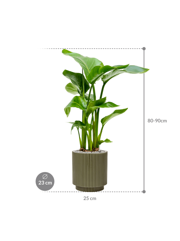 Pflanzenarrangement Capi Europe/Nature Groove Cylinder/Strelizie