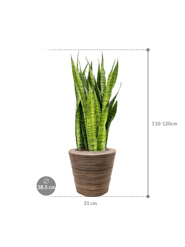 Pflanzenarrangement Van der Leeden/Drypot Rattan Stripe/Sanseveria