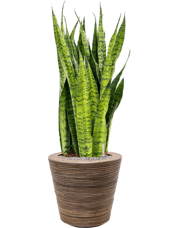 Pflanzenarrangement Van der Leeden/Drypot Rattan Stripe/Sanseveria