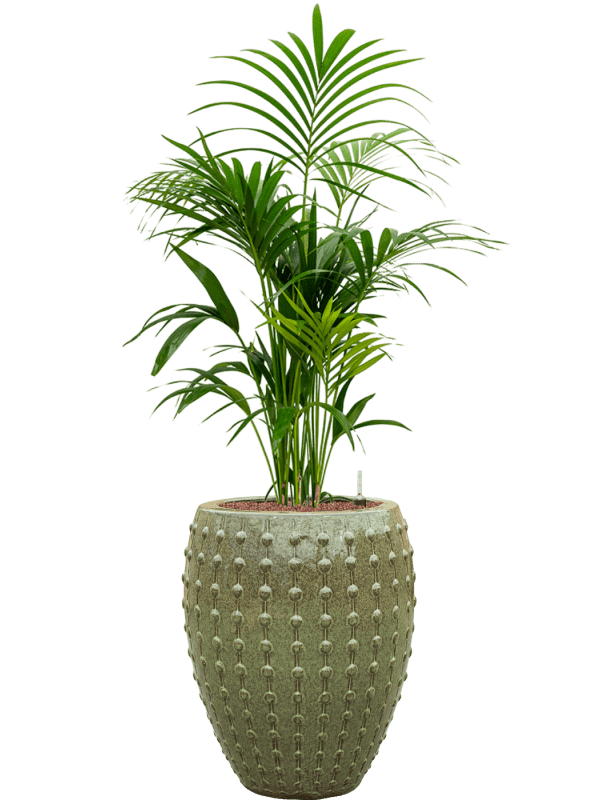 Pflanzenarrangement Ter Steege/Laos Mini/Kentia-Palme