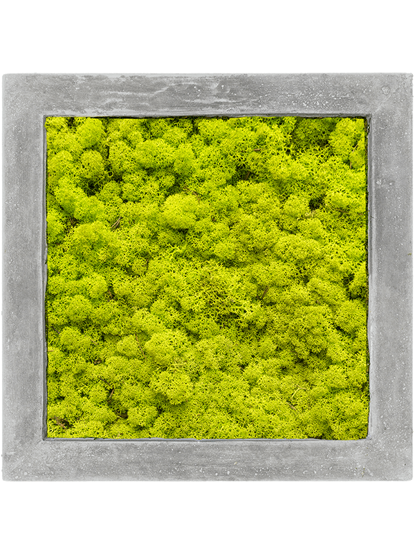 Moosbild Polystone Quadratisch Islandmoos Frühling grün