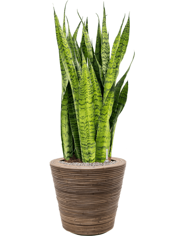 Pflanzenarrangement Van der Leeden/Drypot Rattan Stripe/Sanseveria