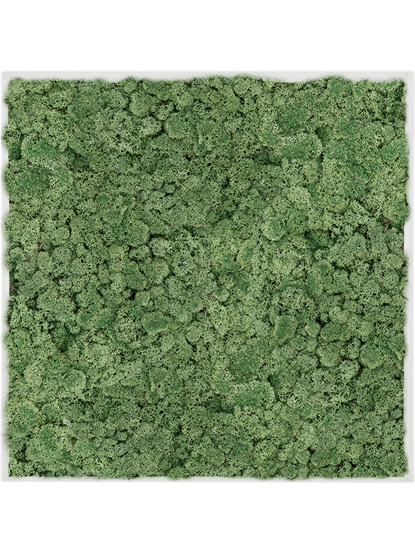 Moosbild Stahl L-Profil Quadratisch Islandmoos grün