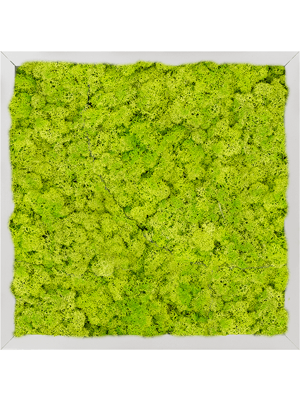 Moosbild Aluminium Quadratisch Islandmoos Frühling grün