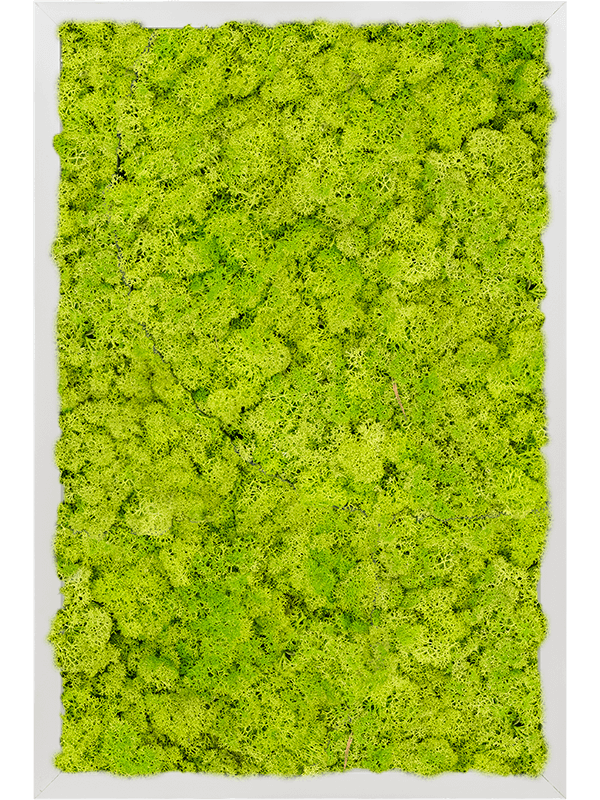 Moosbild Aluminium Rechteckig Islandmoos Frühling grün