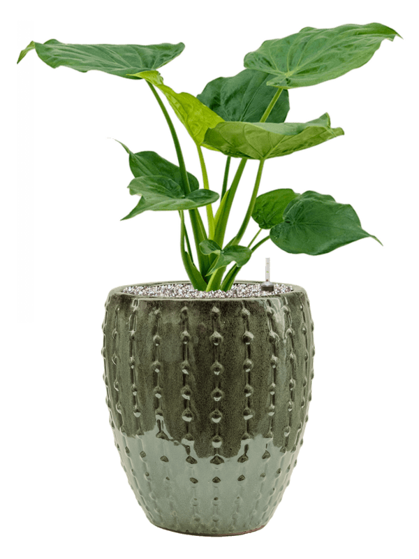 Pflanzenarrangement Ter Steege/Laos Mini/Alocasia cucullata