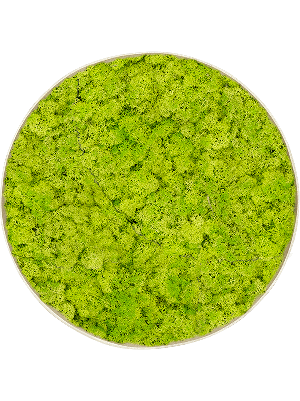 Moosbild Polystone Concrete Rund Islandmoos Frühling grün