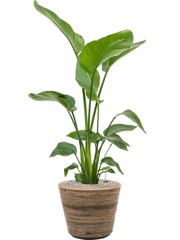 Pflanzenarrangement Van der Leeden/Drypot Rattan Stripe/Strelitzie