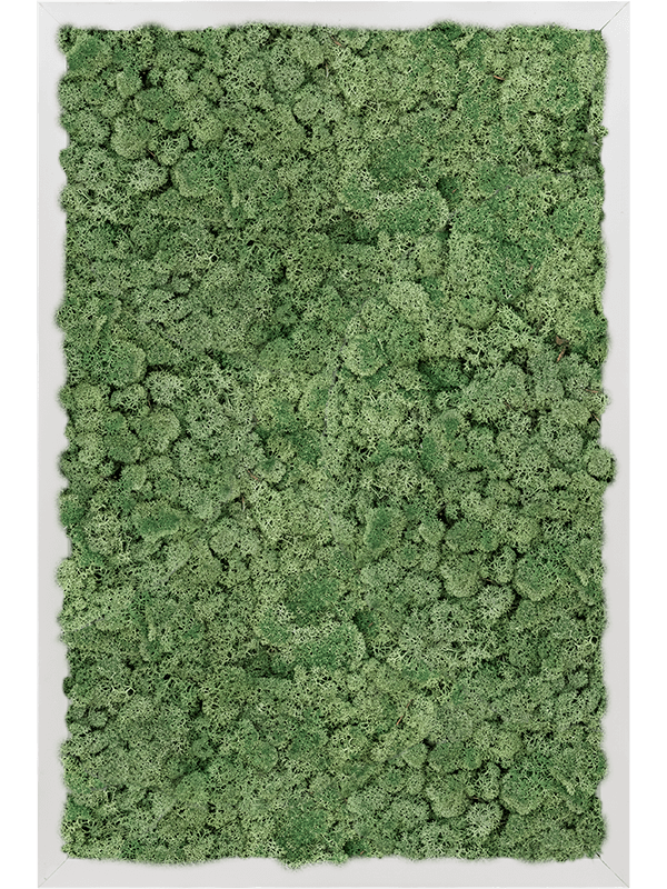 Moosbild Aluminium Rechteckig Islandmoos grün