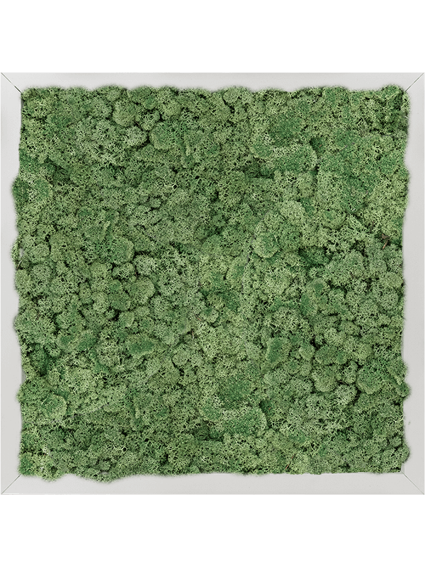 Moosbild Aluminium Quadratisch Islandmoos grün