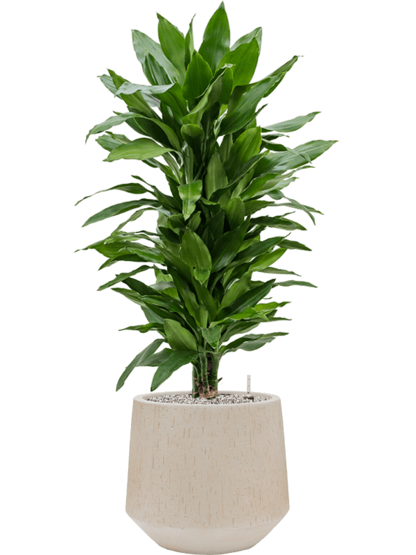 Pflanzenarrangement BAQ/Raindrop Darcy/Drachenbaum