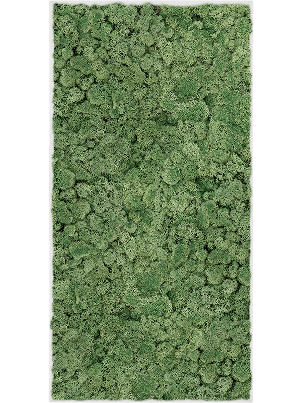 Moosbild Stahl L-Profil Rechteckig Islandmoos grün