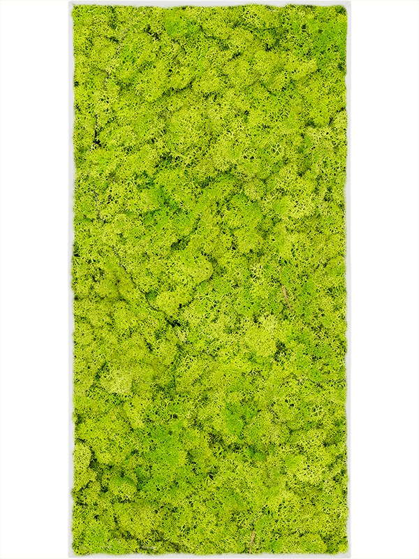 Moosbild Stahl L-Profil Rechteckig Islandmoos Frühling grün