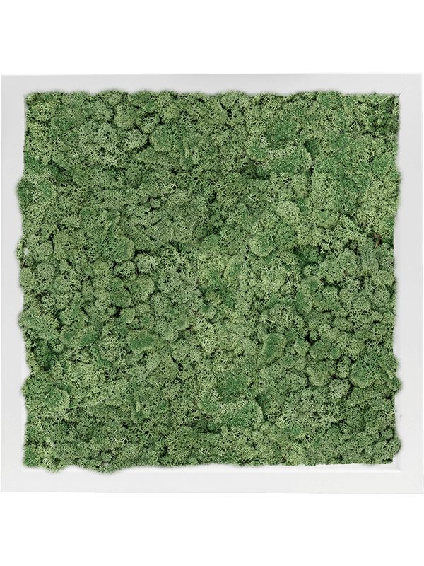 Moosbild MDF Quadratisch Islandmoos grün