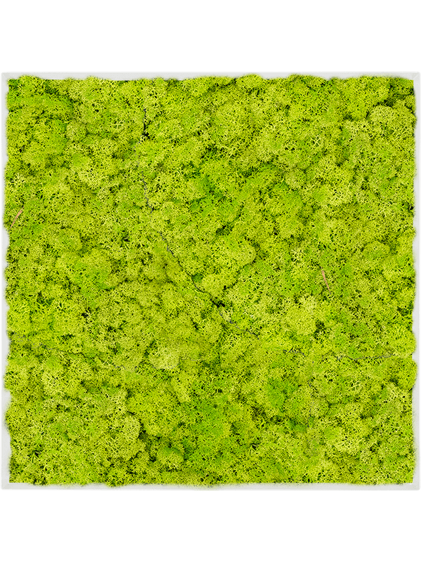 Moosbild Stahl L-Profil Quadratisch Islandmoos Frühling grün