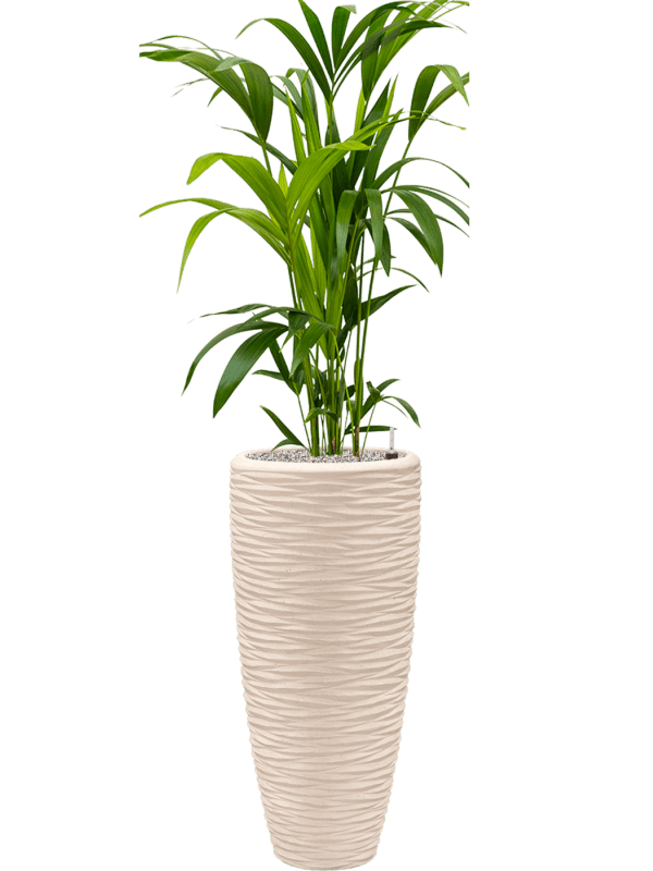 Pflanzenarrangement BAQ/Polystone Seaside/Kentia-Palme