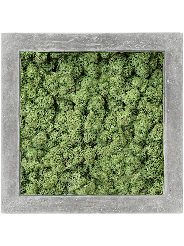 Moosbild Polystone Quadratisch Islandmoos grün